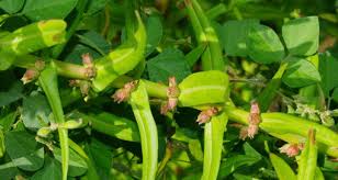 Image result for Lythraceae