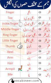 Pin On English To Urdu Vocabulary