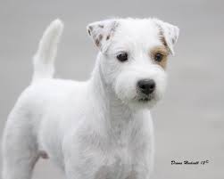 Black And White Jack Russell Terrier Puppy Long Haired Jack Russel Our Willow S Breed Jack Russell Jack Russell Puppies Jack Russell Dogs