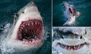 Shark teeth are the most commonly collected vertebrate fossil. The Jaws Of Death Close Ups Of A Great White Shark Show Why It Isn T Safe To Go Back In The Water Daily Mail Online
