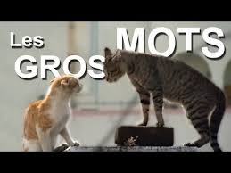Du moins c'est ce qu'ils croient ! Les Gros Mots Parole De Chat Cats To Love