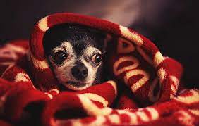 Lots of dogs aren't interested in food when they're scared. How To Calm Your Dog During Fireworks And The 1 Thing Guaranteed Not To Work Patchpuppy Com