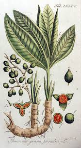 Image result for Aframomum spiroligulatum