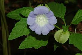 Image result for Nicandra physalodes