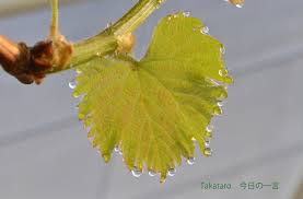 ブドウの芽吹きと若葉の水玉 美しい日本 この一枚