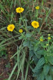 Image result for Anisopappus chinensis