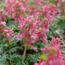 Image result for Corydalis