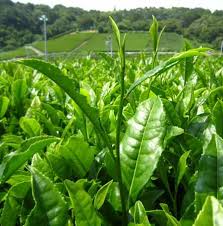 Sencha Green Tea Delicious And Reasonably Priced Sencha Green Tea Green Tea Tea Farm