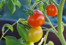 Find out the best way to prune your tomatoes with the help of a garden professional in this free video. Espoma Less Is More How To Successfully Prune Tomatoes Espoma