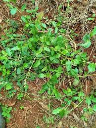 Image result for Oxygonum fruticosum