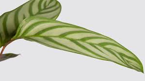 Image result for Ctenanthe