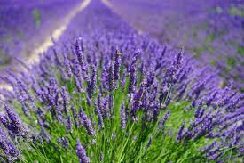 Lavender How To Plant Grow And Care For Lavender The