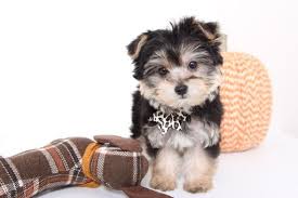 Purchasing a puppy provides you with protections such as a puppy history, health warrantees, registration the morkie is a tiny designer crossbreed whose parents are the yorkshire terrier and the maltese. Pin On Puppies