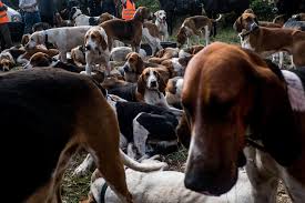 Ce que l'on sait de la mort d'une femme enceinte attaquée par des chiens dans une forêt. Femme Enceinte Tuee Dans L Aisne Qu Est Ce Qui Peut Declencher L Agressivite D Un