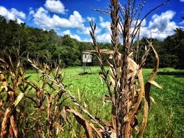 Food plots are a great way to attract deer for hunting. Planning And Hunting Food Plots In The South Muddy Outdoors