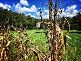 For small food plot seeds, cultipacking or firming the soil is good before planting. Planning And Hunting Food Plots In The South Muddy Outdoors