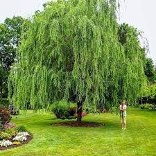 Check spelling or type a new query. Weeping Willow Weeping Willow Tree For Sale Plantingtree