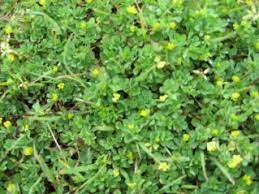 Weeds are the unwanted plants that always seems to appear in our lawn when broadleaf weeds vary a great deal and are a very large group, however they essentially all a small plant with shiny leaves with multiple stems, chickweed produces a single white flower on each stem. What Is This Weed Treatment Lawnsite Is The Largest And Most Active Online Forum Serving Green Industry Professionals