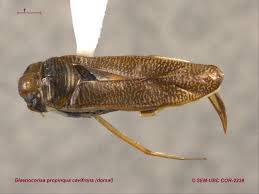 Image result for Isoglossa gregorii