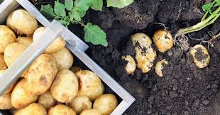 Is a question i am often asked. When And How To Harvest Homegrown Potatoes Gardener S Path