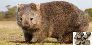 Jetzt haben wissenschaftler auch herausgefunden wie das funktioniert. Wombats Machen Klotzchen