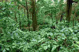 About a cottage stay overlooking coffee plantations of coorg:head out to coorg, the scotland of india, and enjoy staying at this independent cottage nestled amidst coffee estates. History Of Coffee In India Places To See In Chikmagalur