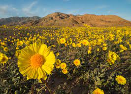 Death valley national park reports: Wildflowers Death Valley National Park U S National Park Service
