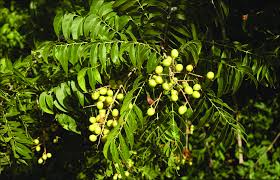 Image result for Sapindus saponaria