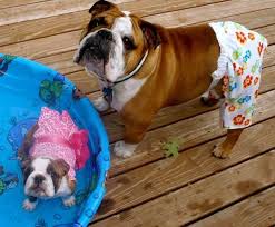 This listing is for one black toothless dragon froodie, as pictured. Baggybulldogs All About English Bulldogs Bulldog English Bulldog Puppies Super Cute Animals