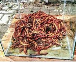 An apache people of eastern new mexico and western texas. Centipede Lipan Kelabang Photos Facebook