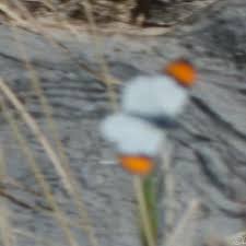 Image result for Sartidia angolensis