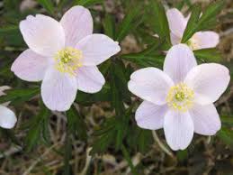It grows best when not in full sun and likes moisture. Best 20 Perennials For Indianapolis Greenimage Landscape Design