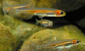 Grenal fish images, photography, stock pictures, archives. Fish Species Identification Recreation Sport And Arts Queensland Government