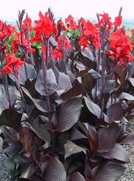 Check out our range of screening & hedge plants products at your local bunnings warehouse. 180mm Canna Tropicanna Black Bunnings Warehouse Canna Flower Lily Bulbs Plants