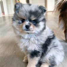 We offer a variety of puppies in pennsylvania and surrounding states from reputable dog breeders. International Designer Canine Registry The Premier Designer Breed Registry For All Designer Breeds
