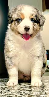 Anderson Farms Burkesville, Ky