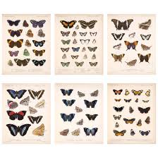 Amazon Com Meishe Art Poster Print Vintage Butterflies Of