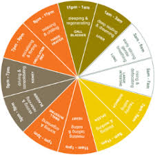 organ time zones the regulation of energy in the body