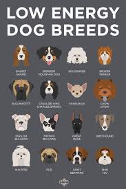 Low Energy Dog Breeds Low Energy Dogs Dog Breeds Breeds