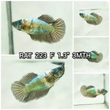 Live Betta Fish Giant Bettas Betta For Sale Betta Fish Betta Fish Pet