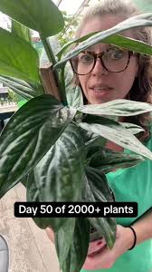Image result for Bidens pinnatipartita