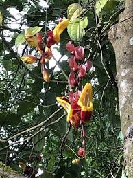 Image result for Thunbergia mysorensis