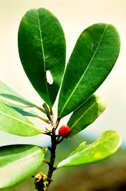 Image result for Erythroxylaceae