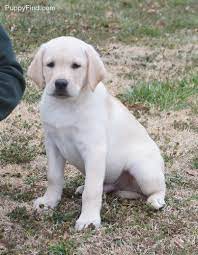 Contact us today to secure your puppy: Yellow English Blockhead Lab Dog Love Love Animal Animals