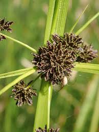 Image result for Cyperus alopecuroides