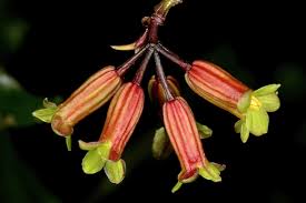 Image result for Peddiea