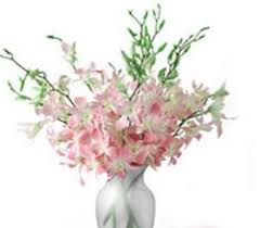 Bloomers Florist Perth Wa Dendrobium Orchids Orchids Flowers