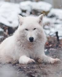 White Wolf In His Element White Wolf Arctic Wolf Wolf Love