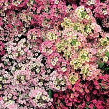This plant will hardly go unnoticed as its dainty, clustered flowers fill the air with the sweet smell of honey. Pastel Carpet Sweet Alyssum Seeds Park Seed