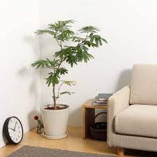 muji無印良品 ネットストア限定 ポリストーン鉢の観葉植物 エバーフレッシュ セメントのような雰囲気でありながら 軽さと耐久性にすぐれた 樹脂素材のプランター ciaonihon japan lifestyle muji無印良品 観葉植物 エバーフレッシュ プランター